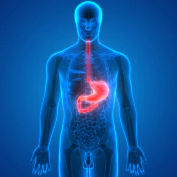 Sistema Digestivo Humano Anatomía Estomacal Vista Anterior — Foto de Stock