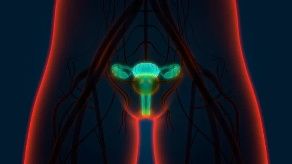 Anatomia Sistema Reprodutor Feminino Ilustração — Fotografia de Stock