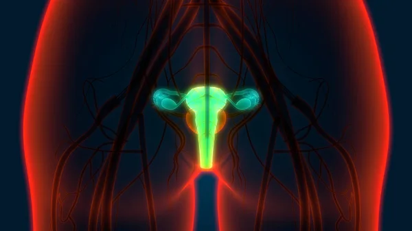 Anatomie Van Het Vrouwelijke Voortplantingssysteem Illustratie — Stockfoto