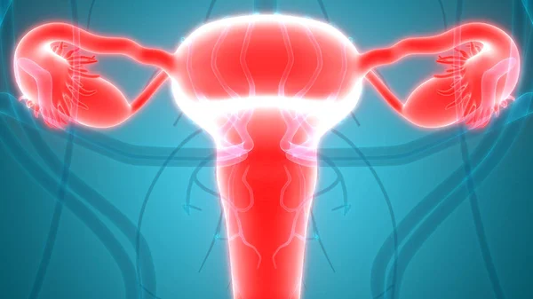 Anatomia Del Sistema Riproduttivo Femminile Illustrazione — Foto Stock