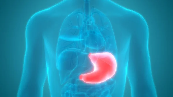 Human Digestive System Stomach Anatomy Anterior View — ストック写真