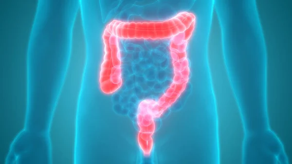 Menselijk Spijsverteringsstelsel Grote Intestine Anatomie Illustratie — Stockfoto