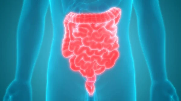 Human Digestive System Велика Інтегрована Анатомія — стокове фото