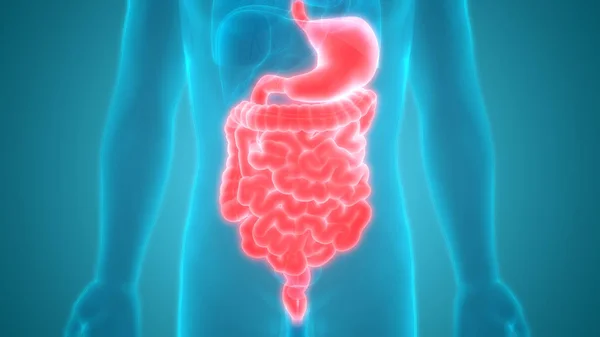 Anatomía Del Intestino Grueso Del Sistema Digestivo Humano — Foto de Stock