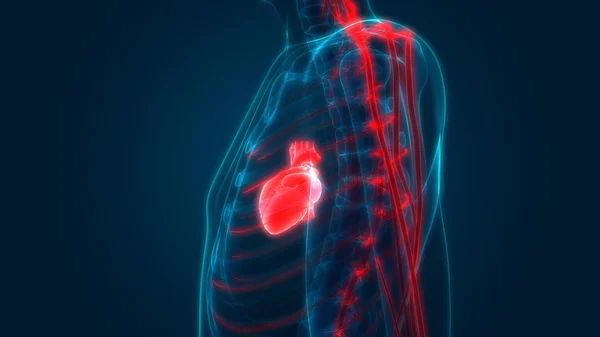 Анатомія Людського Серця Illustration — стокове фото