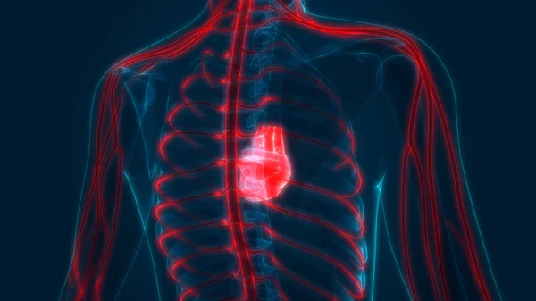 Human Heart Anatomy. 3D - Illustration