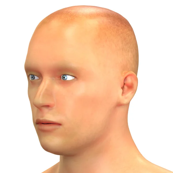 Facial anatomy Stock Photos, Royalty Free Facial anatomy Images