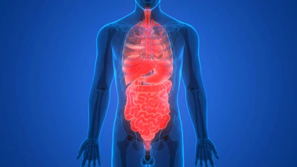 Human Digestive System Large Intestine Anatomy — Stock Photo, Image