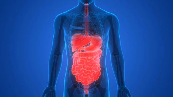 Sistema Digestivo Humano Anatomia Intestinal Grande — Fotografia de Stock
