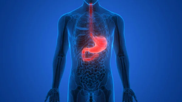 Sistema Digestivo Humano Anatomía Estomacal Vista Anterior — Foto de Stock