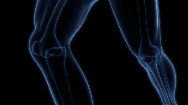 Human Body Bones Joint Pains Anatomy Feet Legs Joints Illustration — стокове фото