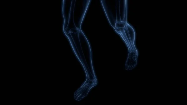 Human Body Bones Joint Pains Anatomy Feet Legs Joints Illustration — стокове фото