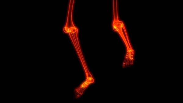 Huesos Del Cuerpo Humano Dolores Articulares Anatomía Articulaciones Pies Piernas — Foto de Stock