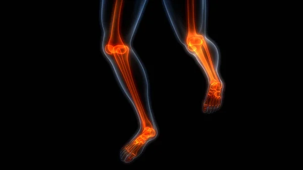 Human Body Bones Joint Pains Anatomy Feet Legs Joints Illustration — Stock Photo, Image