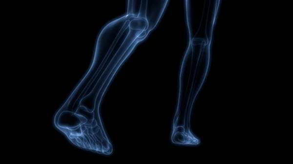 人体骨骼联合疼痛解剖 脚和腿关节 — 图库照片