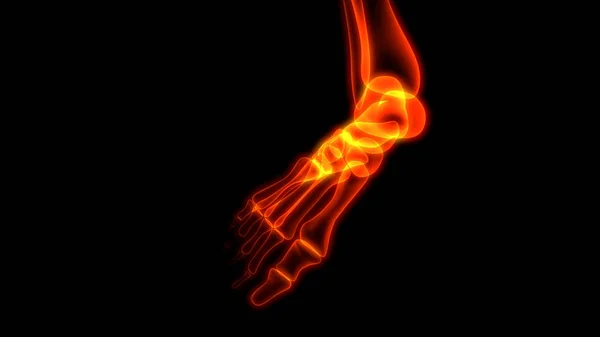 Ludzkie Bóle Stawów Kostnych Anatomia Stawów Nóg Ilustracja — Zdjęcie stockowe