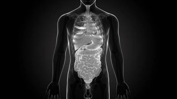 Sistema Digestivo Humano Anatomia Intestinal Grande — Fotografia de Stock