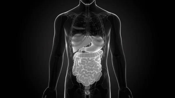 Menselijk Spijsverteringsstelsel Grote Intestine Anatomie — Stockfoto