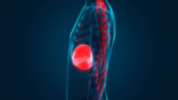 Anatomia Fígado Órgão Digestivo Interno Humano — Fotografia de Stock