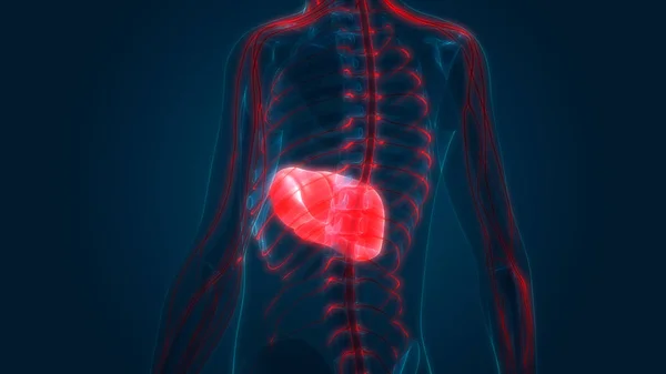 Anatomia Fígado Órgão Digestivo Interno Humano — Fotografia de Stock