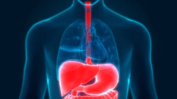 Sistema Digestivo Humano Anatomía Estomacal Vista Anterior — Foto de Stock