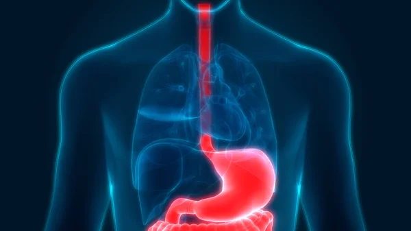 İnsan Sindirim Sistemi Mide Anatomisi Anterior View. 3d