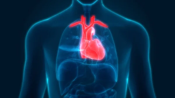 Emberi Szív Anatómia Illusztráció — Stock Fotó