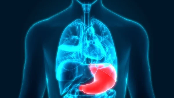 Human Digestive System Stomach Anatomy Anterior View — стокове фото