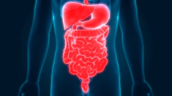 Anatomía Del Sistema Digestivo Humano Estómago Con Intestino Delgado Ilustración —  Fotos de Stock