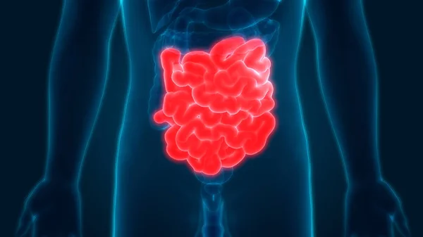 Human Digestive System Anatomy Stomach Small Intestine Illustration — стокове фото