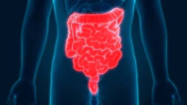 Anatomía Del Sistema Digestivo Humano Estómago Con Intestino Delgado Ilustración — Foto de Stock