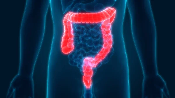 Système Digestif Humain Anatomie Gros Intestin Illustration — Photo