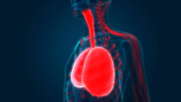 Human Respiratory System Lungs Anatomy — Stock Photo, Image