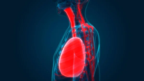 Human Respiratory System Lungs Anatomy — Stock Photo, Image