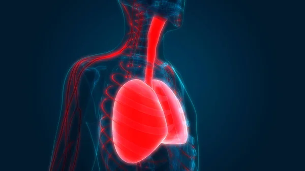 Sistema Respiratório Humano Anatomia Pulmonar — Fotografia de Stock