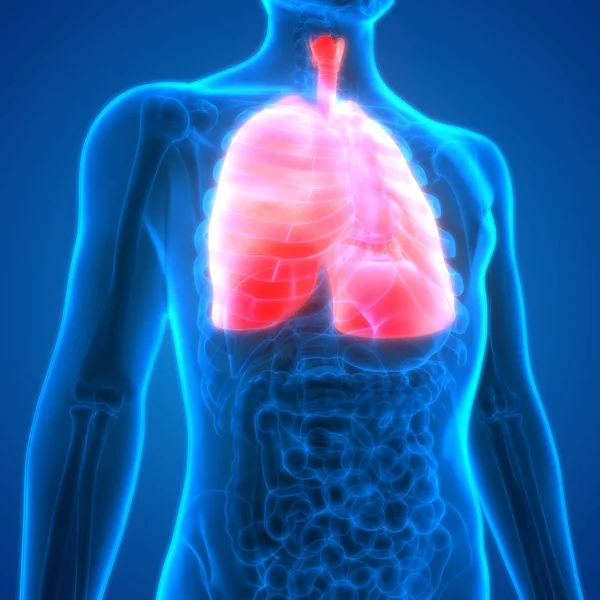 Human Respiratory System Lungs Anatomy — стокове фото