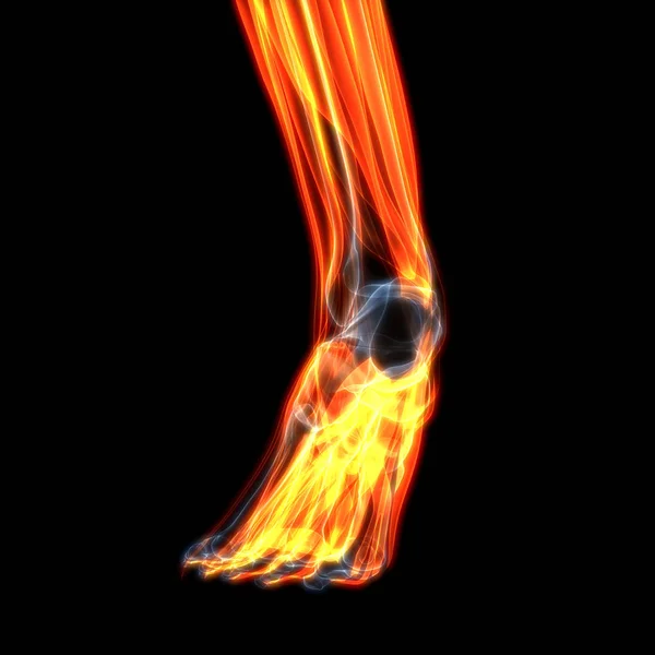 Nsan Bacağı Kas Anatomisi Görüntü — Stok fotoğraf