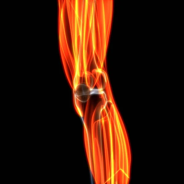 Anatomie Der Menschlichen Beinmuskeln Illustration — Stockfoto