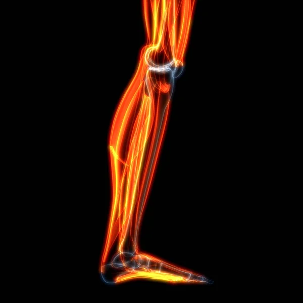 Human Leg Muscles Anatomy. 3D - Illustration