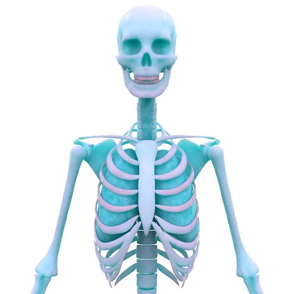 Människans Skelettanatomi Revben Illustration — Stockfoto