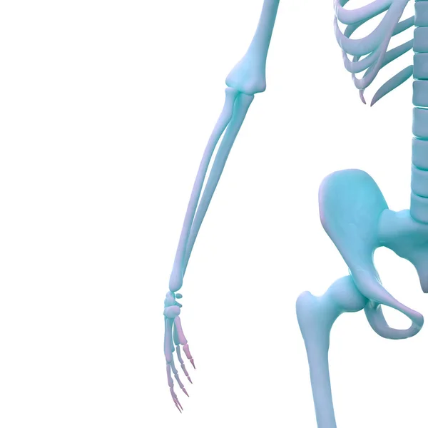 人間の骨格系の解剖学 イラスト — ストック写真
