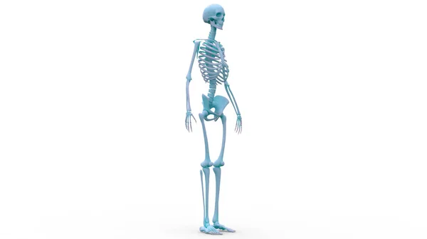 Anatomia Sistema Esqueleto Humano Ilustração — Fotografia de Stock