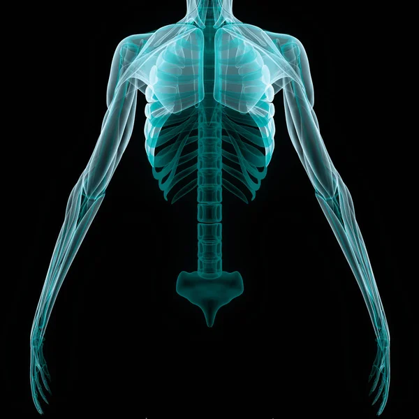 Ludzki Szkielet Anatomia Żebra Ilustracja — Zdjęcie stockowe