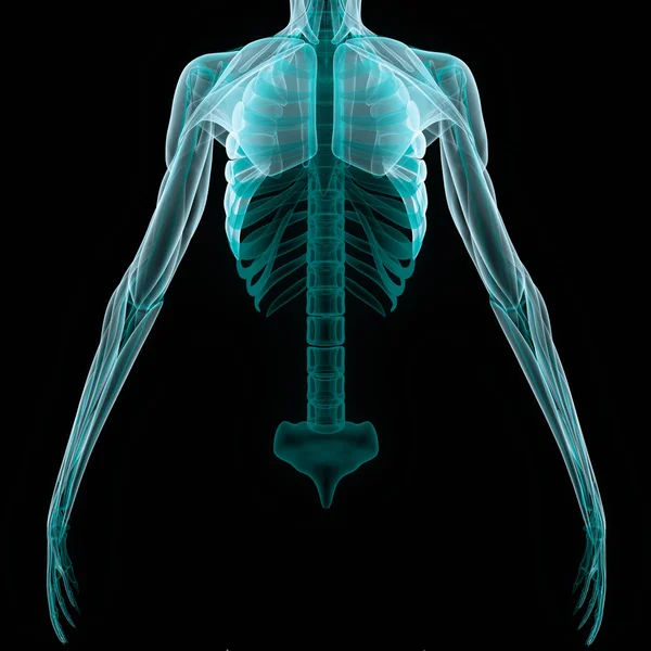 Human Skeleton Anatomy Ribs Ilustración — Foto de Stock