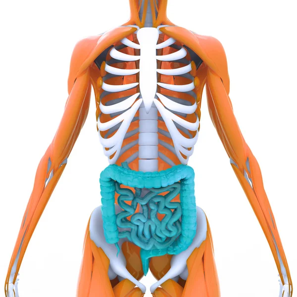 Ludzki Szkielet Anatomia Żebra Ilustracja — Zdjęcie stockowe
