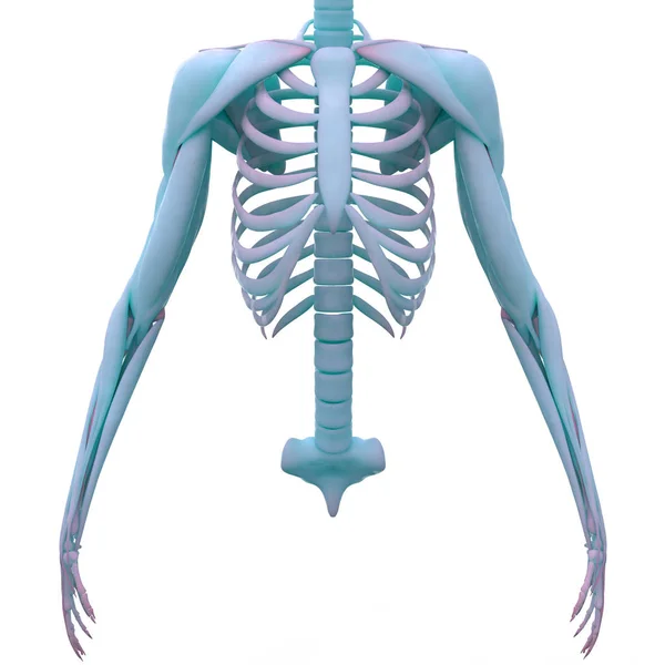Human Skeleton Anatomy Ribs Ilustración — Foto de Stock