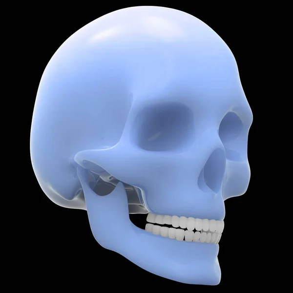 Anatomia Del Cranio Scheletrico Umano Illustrazione — Foto Stock