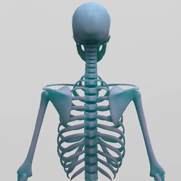 人体骨骼系统解剖 — 图库照片