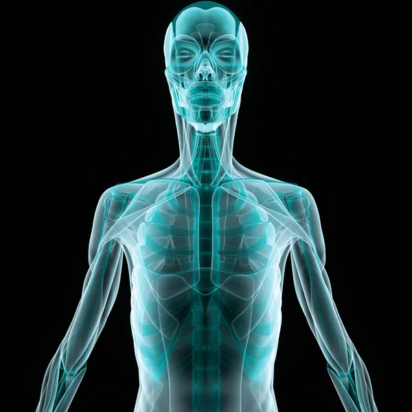 Anatomia Sistema Esqueleto Humano Ilustração — Fotografia de Stock
