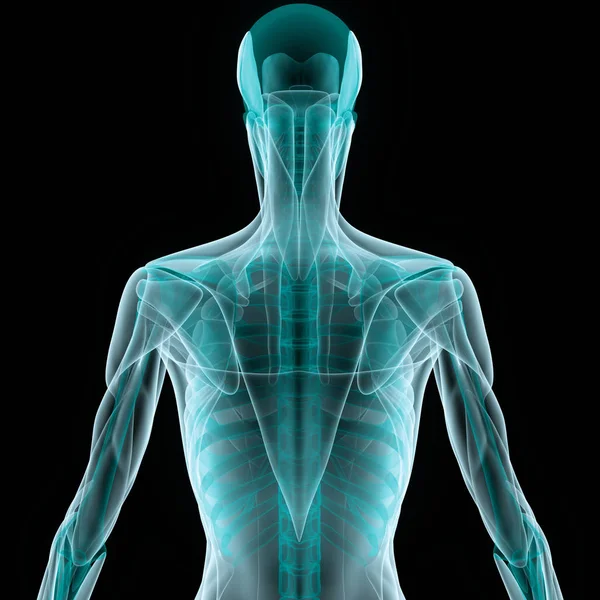 Human Skeleton System Anatomy Illustration — Stock Photo, Image